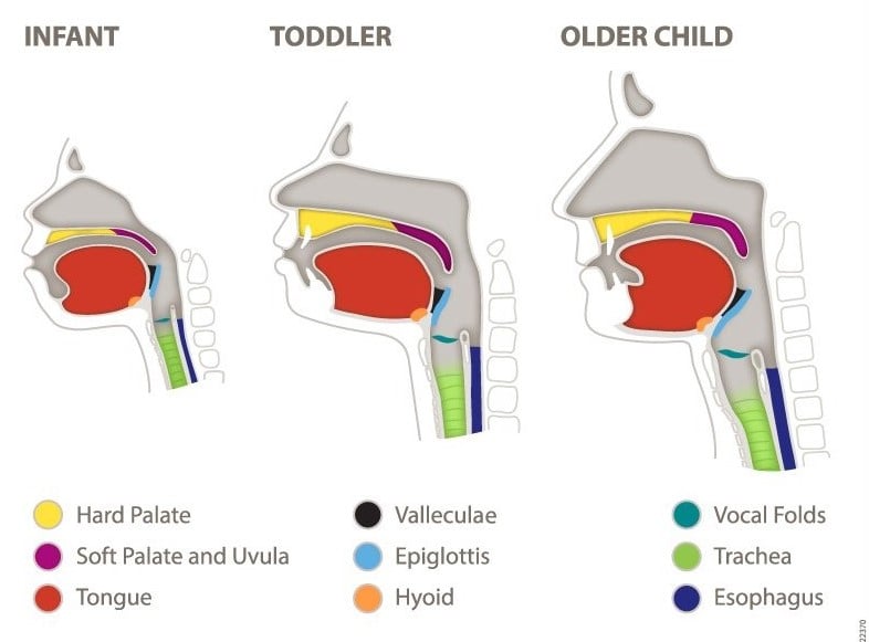Oral and Pharyngeal Structures